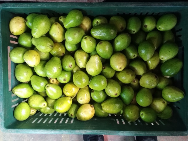 A crate of green guavas at the Minorista market in Medellín